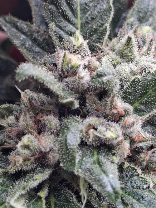 Mix Fast Bud RF3. Week 9