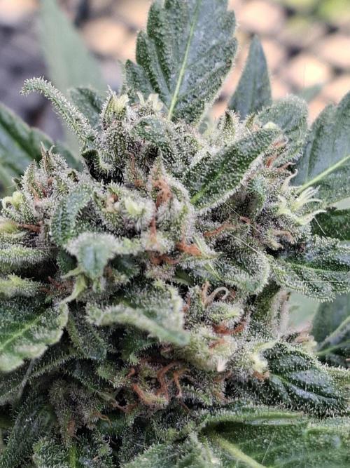 Mix Fast Bud RF3. Week 9