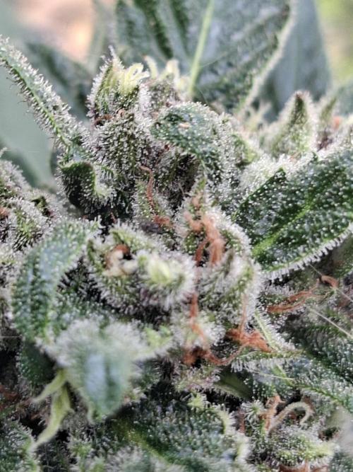 Mix Fast Bud RF3. Week 9
