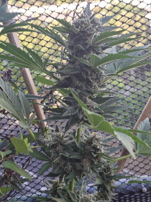 Mix Fast Bud RF3. Week 9