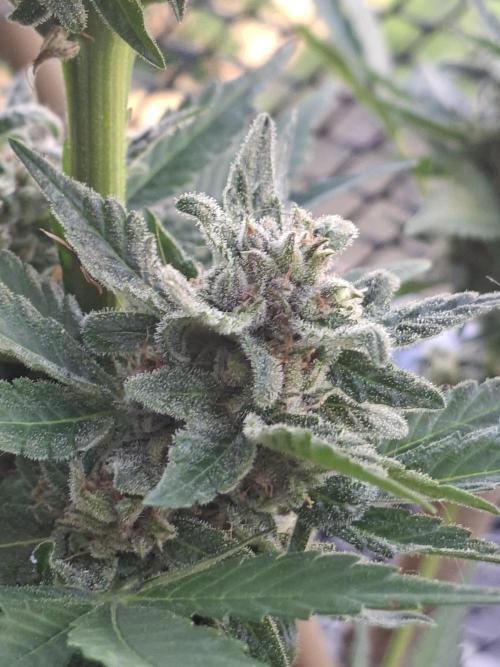 Mix Fast Bud RF3. Week 9