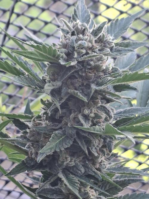 Mix Fast Bud RF3. Week 9