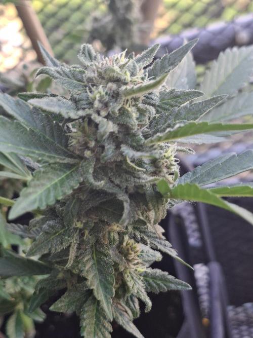 Mix Fast Bud RF3. Week 9