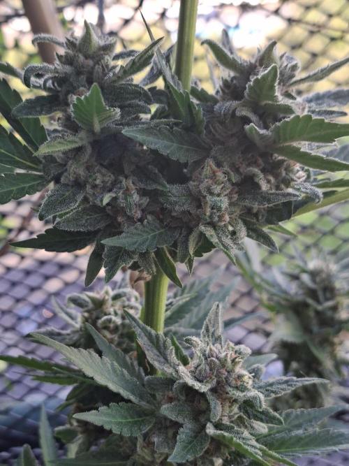 Mix Fast Bud RF3. Week 9
