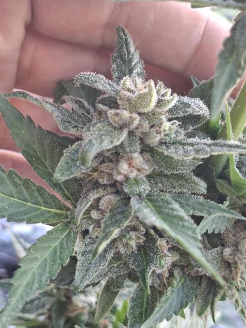 Mix Fast Bud RF3. Week 9