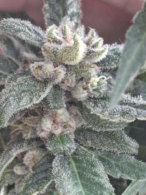 Mix Fast Bud RF3. Week 9