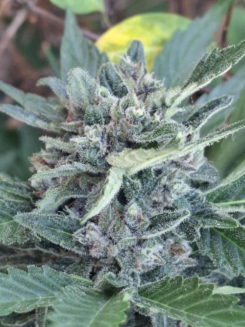 Mix Fast Bud RF3. Week 9