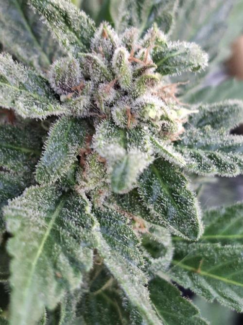 Mix Fast Bud RF3. Week 9
