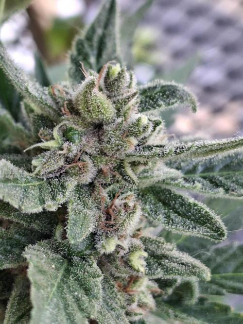Mix Fast Bud RF3. Week 9
