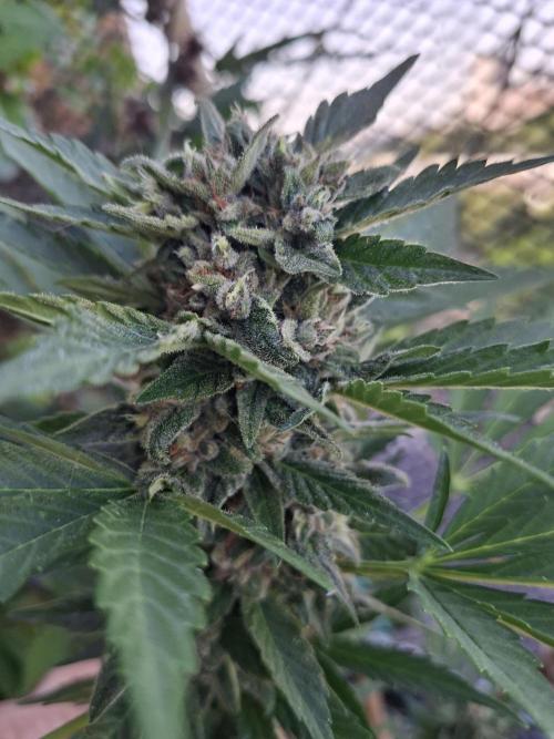 Mix Fast Bud RF3. Week 9