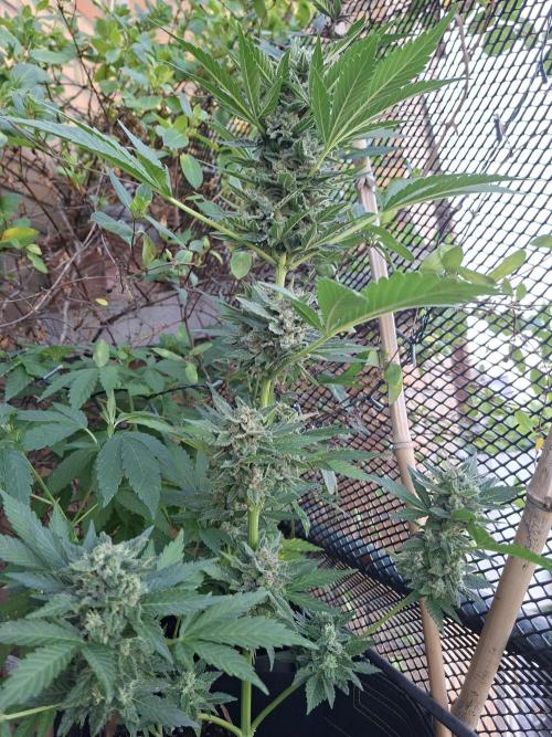 Mix Fast Bud RF3. Week 9