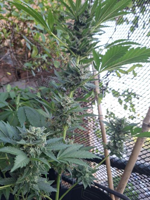 Mix Fast Bud RF3. Week 9