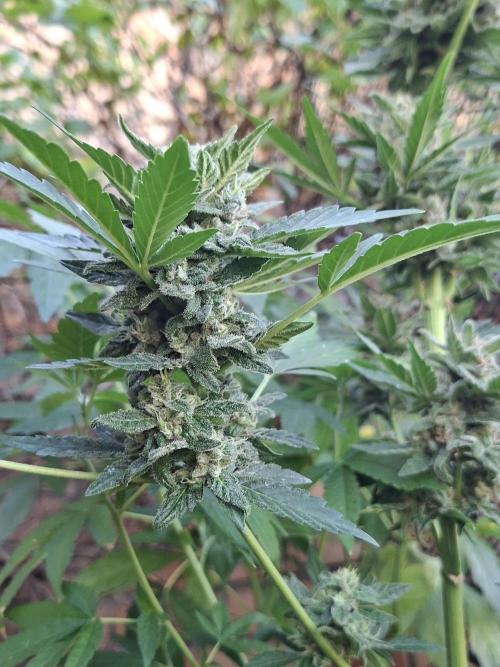 Mix Fast Bud RF3. Week 9