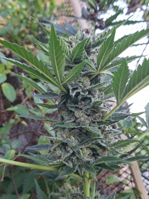 Mix Fast Bud RF3. Week 9