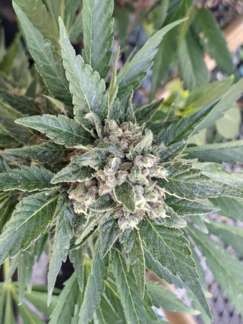 Mix Fast Bud RF3. Week 9