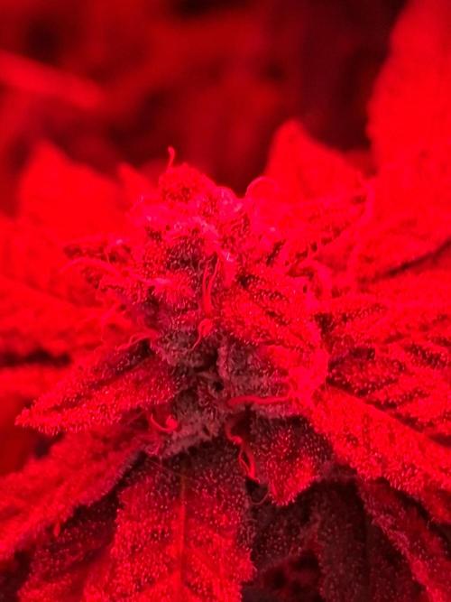 Soda Cream Terpyz. Week 15
