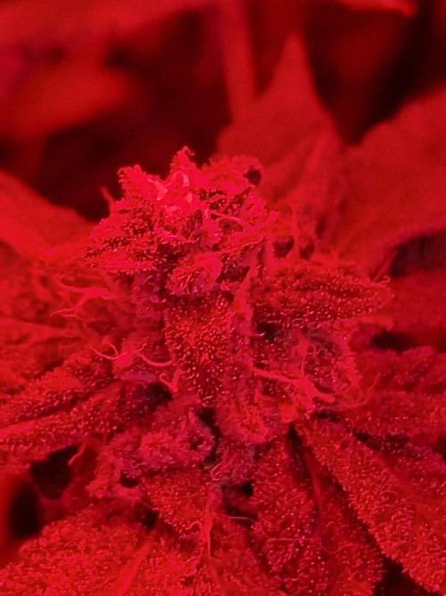 Soda Cream Terpyz. Week 15