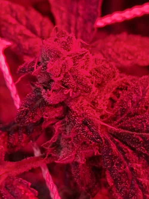 Soda Cream Terpyz. Week 15