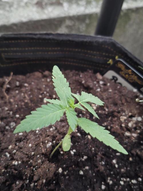 Mendo Frost Fast Bud Outdoor. Week 2