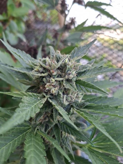 Mix Fast Bud RF3. Week 9
