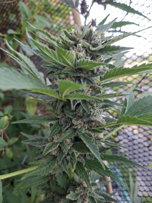 Mix Fast Bud RF3. Week 9