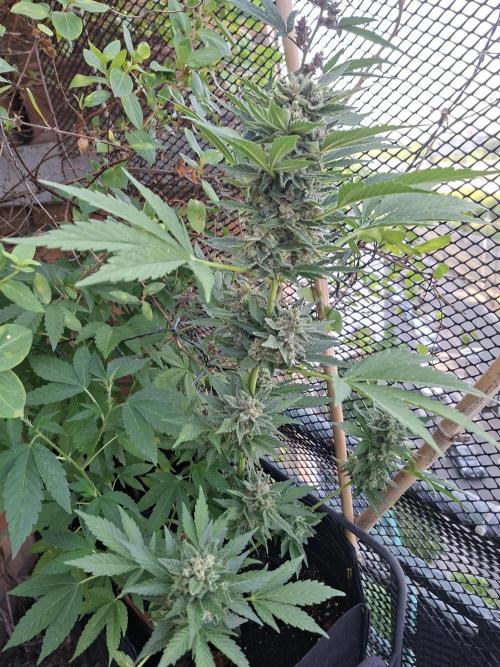 Mix Fast Bud RF3. Week 9