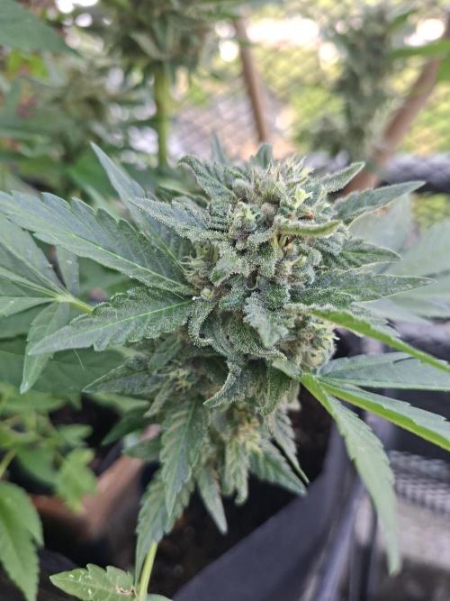 Mix Fast Bud RF3. Week 9