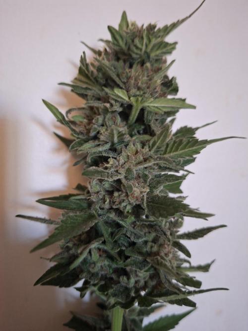 Mix Fast Bud RF3. Week 9