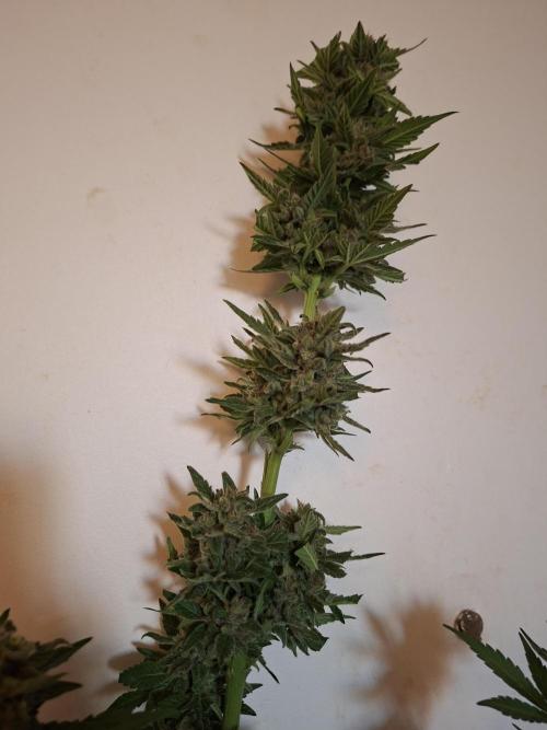 Mix Fast Bud RF3. Week 9
