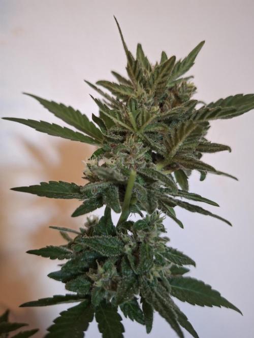 Mix Fast Bud RF3. Week 9