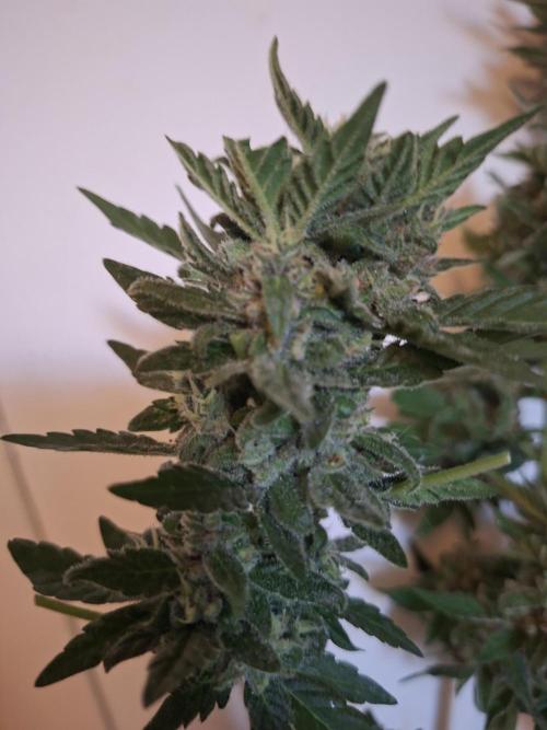 Mix Fast Bud RF3. Week 9