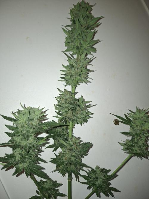 Mix Fast Bud RF3. Week 9