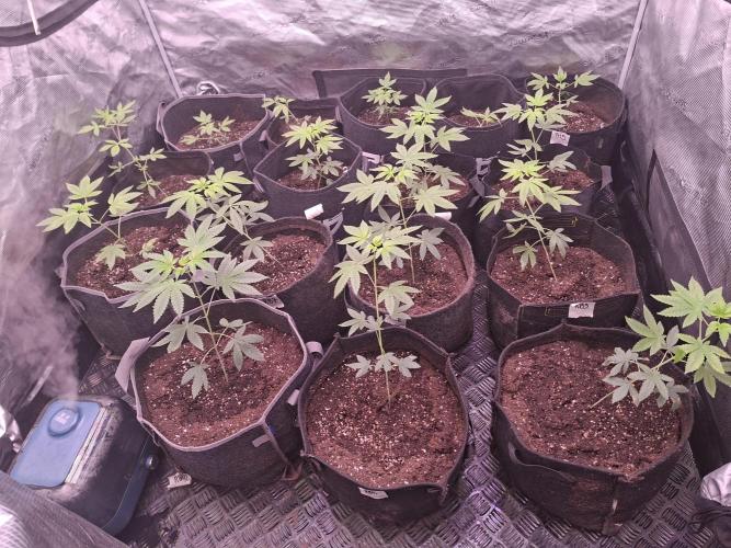 Grow Tent 5x5x6.5. Week 3
