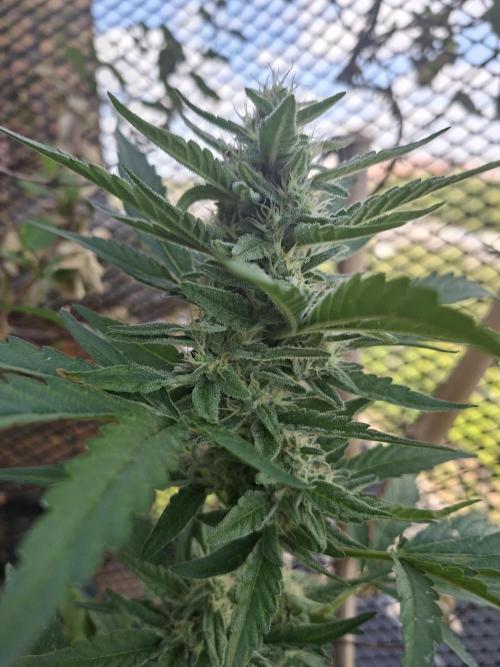 Mendo Frost Fast Bud Outdoor. Week 3