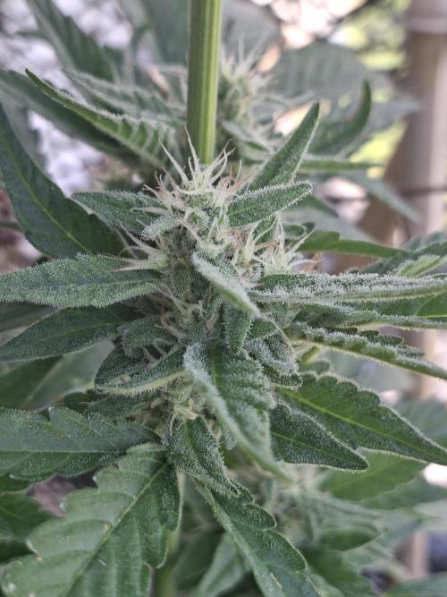 Mendo Frost Fast Bud Outdoor. Week 3