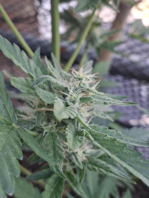 Mendo Frost Fast Bud Outdoor. Week 3