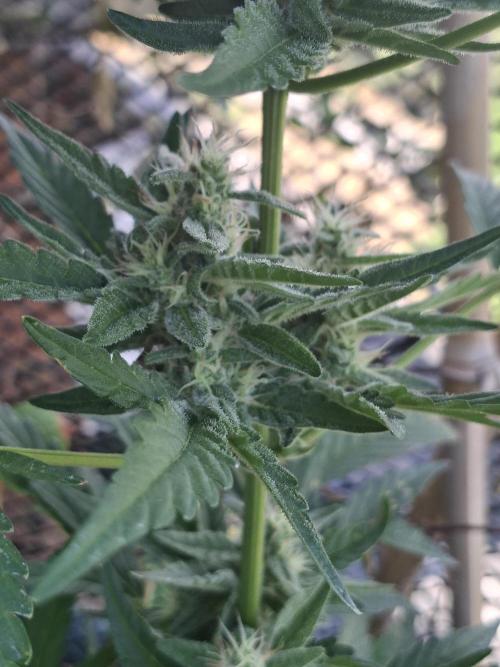 Mendo Frost Fast Bud Outdoor. Week 3
