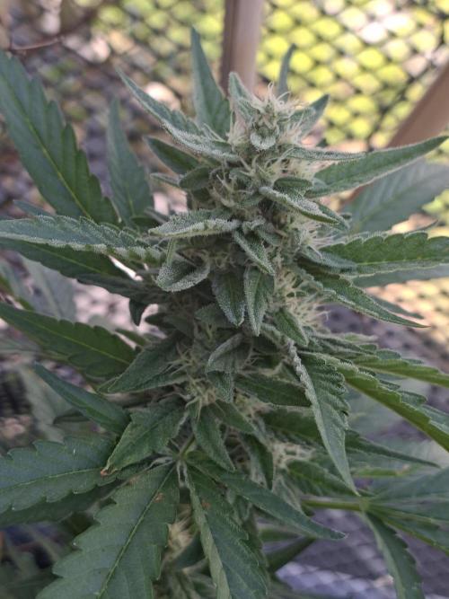 Mendo Frost Fast Bud Outdoor. Week 3