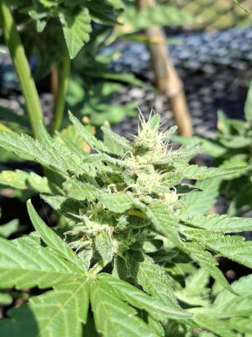 Mendo Frost Fast Bud Outdoor. Week 4
