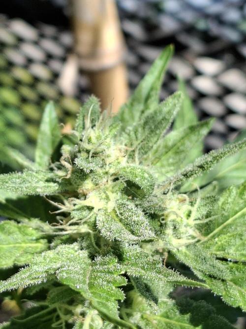 Mendo Frost Fast Bud Outdoor. Week 4