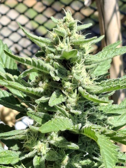 Mendo Frost Fast Bud Outdoor. Week 4