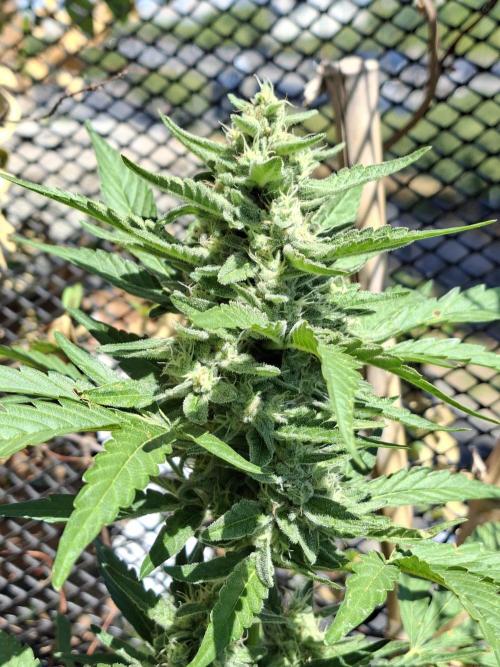 Mendo Frost Fast Bud Outdoor. Week 4