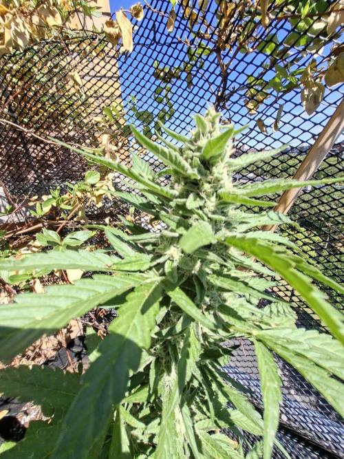 Mendo Frost Fast Bud Outdoor. Week 4