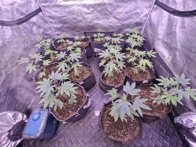 Rainbow Belts 3.0. Week 4