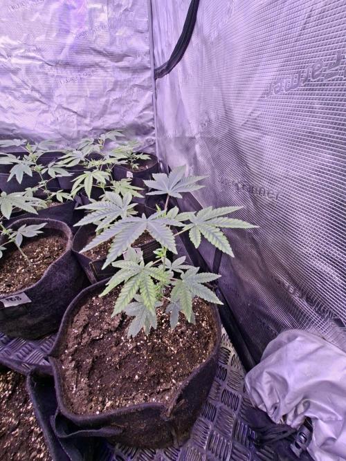 Rainbow Belts 3.0. Week 4
