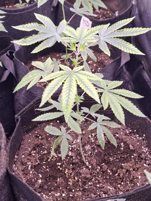 Rainbow Belts 3.0. Week 4