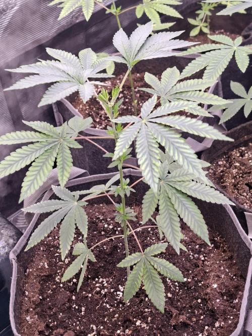 Rainbow Belts 3.0. Week 4