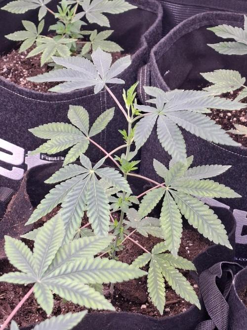 Rainbow Belts 3.0. Week 4