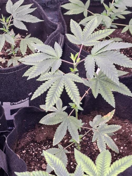 Rainbow Belts 3.0. Week 4