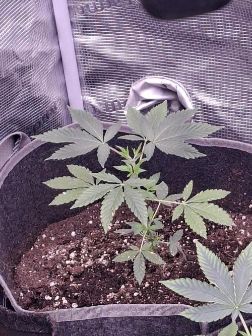 Pure MICHIGAN  BX. Week 3